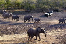 Botswana-Mashatu-Mashatu Game Reserve Safari